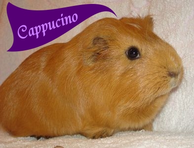Cappuccino