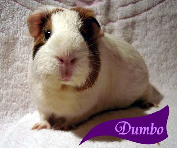 Dumbo