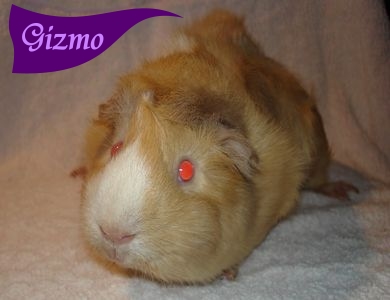Gizmo