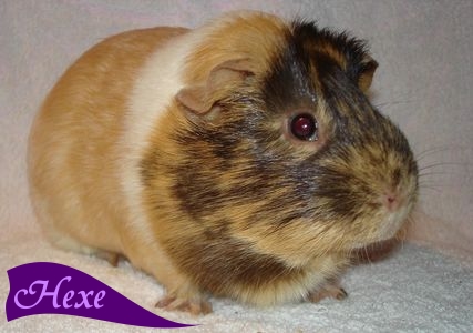 Hexe