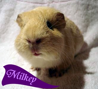 Milkey
