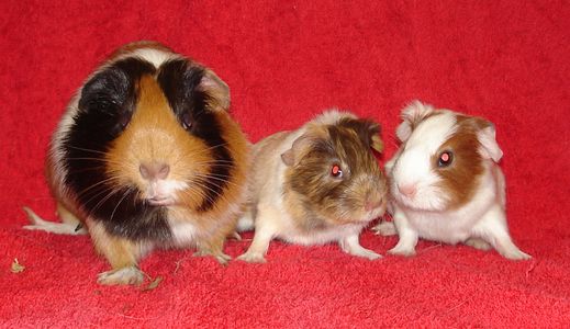 Die glckliche Familie