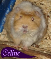Celine
