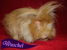 Wuschel